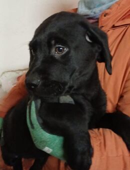 Unsere zwei Labradorwelpen suchen ein neues Zuhause - Wallerstein