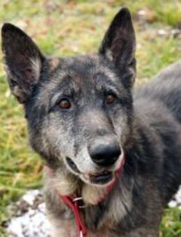 Nasfa, sportl. aktive Hündin - Neuhausen (Spree)