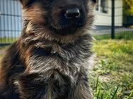 Deutsche Schäferhund Welpen - Möser