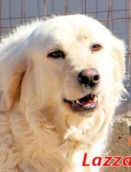 LAZZARO die Geschwister aus dem Graben - Regensburg