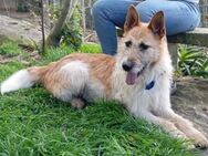 Bobby ist lieb zu Menschen - Donaueschingen