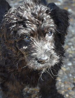 Zuckersüße Goldendoodle Welpen (Jungtiere ) zu Verkaufen - Vohburg (Donau) Zentrum