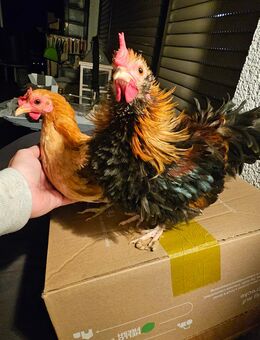 Junger Zwerghahn abzugeben dringend - Plettenberg