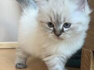 Süße Birma Kitten suchen ein neues zuhause - Mönchengladbach