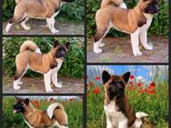 American Akita Rüde 9 Monate jung - Bad Frankenhausen (Kyffhäuser)