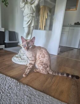 Snow mink bengal - Koblenz