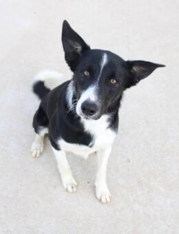 Guancho sehnt sich nach ganz viel Liebe - Laatzen