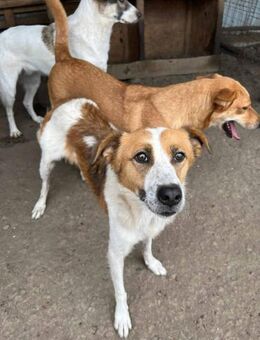 Louie möchte verzaubern 🐾 - Elsdorf (Nordrhein-Westfalen)