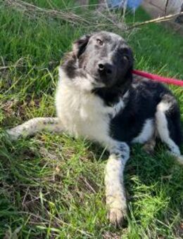 Lola ! Zuhause gesucht - Siggelkow