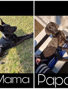 Süße Welpen suchen liebevollen zuhause - Turnow-Preilack