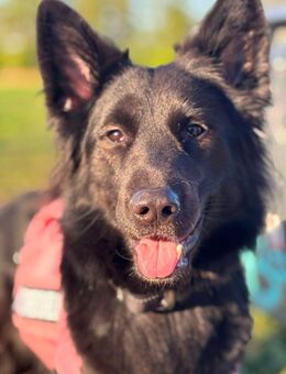 Layla sucht ein für immer Zuhause - Berlin Marzahn-Hellersdorf