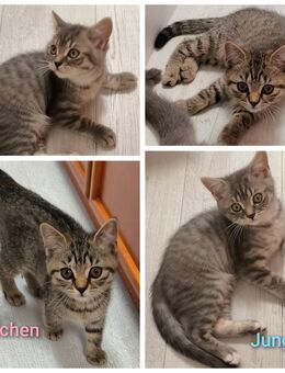 BKH Kitten Junge und Mädchen - Wuppertal