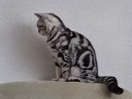 Bkh Kitten Black Silver Tabby / Black Silver Spottet - Hürth