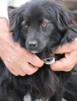 Janu - kinderlieber Jungrüde - Lohra