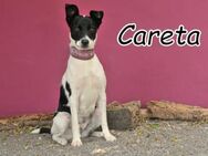 Careta sucht einen Neustart - Essingen (Rheinland-Pfalz)