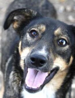 Gary ist sehr verspielt und aktiv - Karben