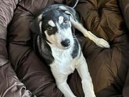 SHELBY sucht seine Herzensmenschen ❤️ - Hof
