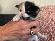 Drei süße Kitten - Lauterbach (Baden-Württemberg)