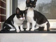 2 Geschwister Katzen W. - Duisburg