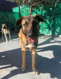 🐾Zaghafter Malinois-Mix Mateo🐾 - Eislingen (Fils)