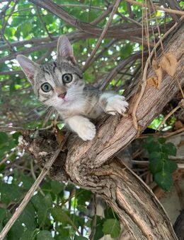 Zizel aus dem Tierschutz - Grevenbroich