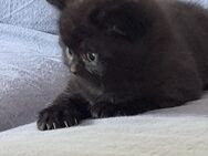 BHK Kitten in gute Hände vermitteln - Neumünster