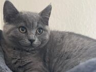 Britisch Kurzhaar Kitten – 8 Wochen alt – Mädchen – 500 € - Düsseldorf