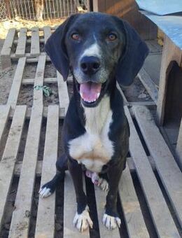 🆘 Notfall ❣️Jerry braucht HILFE 🆘 - Eislingen (Fils)