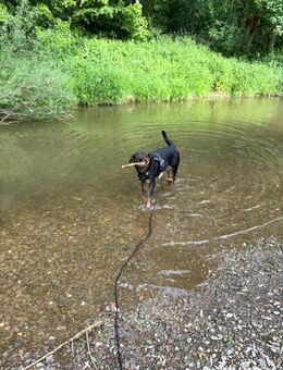 Rottweiler - Wittlich Zentrum