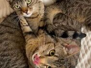 Bommel & Betty (9 Monate) Katzen aus dem Tierschutz suchen ein Zuhause - Birkenwerder