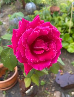 starke Freundschaft - Oldenburg