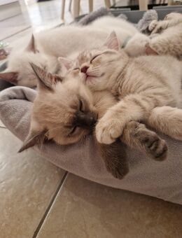 2 Reinrassige BKH Kitten mädchen suchen noch ein liebevolles Zuhause ♥️ - Stuhr
