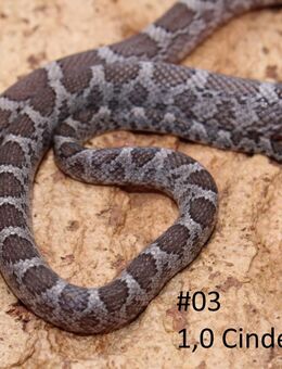 Kornnatter Jungtiere 2025 Cinder, Bloodred - Hohnstorf (Elbe)