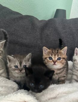 BKH Kitten, reinrassige BKH-Kitten - Bad Honnef