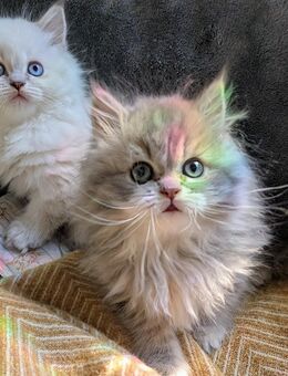 BLH Kitten 2 Jungs und 1 Mädchen mit blauen Augen, geimpft - Borkheide