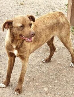 Berny-agil,verschmust und verspielt - Haan
