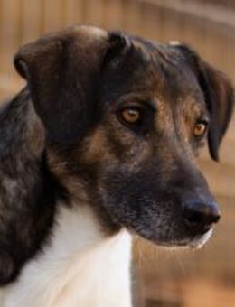 ROBI🩵ruhige Super-Schnute mit viel Herz - Hamburg