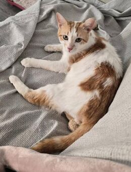 Hermes - Götterbote sucht Zuhause - Kirchheim (München)