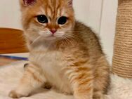 BKH Kater Black Golden ab sofort Auszugsbereit mit Stammbaum - Köln