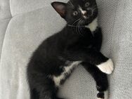 Katzenbabys suchen ein neues Zuhause. - Greven (Nordrhein-Westfalen)