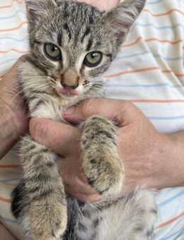 Katerchen Simba sucht sein Glück - Rambin