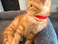 4 kleine Kater - Bonn Tannenbusch