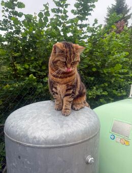 Zwei süße BKH Tabby Mix suchen ein neues Zuhause - Uttenreuth