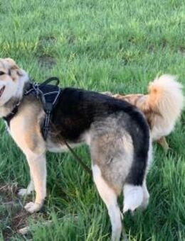 Mala sucht ruhige Familie - Berlin