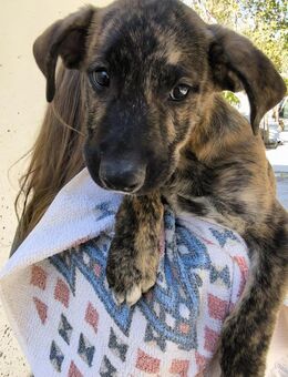 Dobby sucht ein Zuhause - Arnsberg