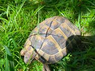 Griechische Landschildkröte - Hungen Zentrum