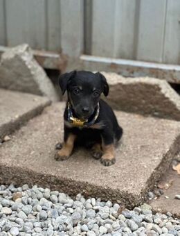 Constantin, fröhlicher Hundejunge, 3M - Vaterstetten