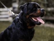 Rottweiler Rüde zuverkaufen - Worms