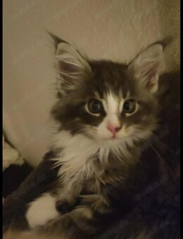 Süßer Maine Coone Kater - Hannover