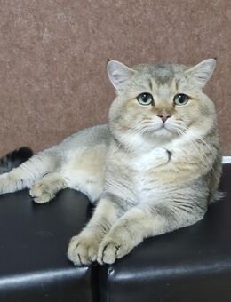 Deckkater BKH Golden Shaded - Burscheid